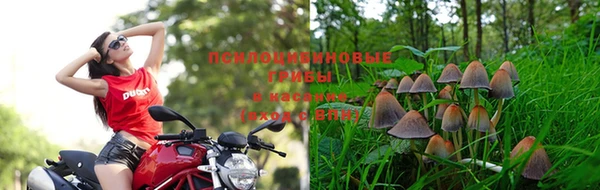 ГАЛЛЮЦИНОГЕННЫЕ ГРИБЫ Алзамай